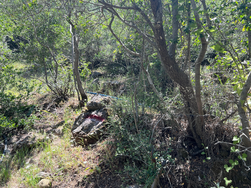 Section Image
